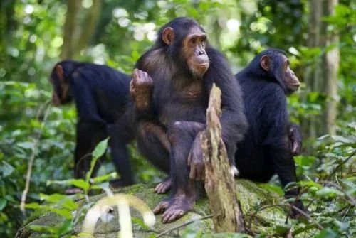 Explore Uganda with Our 10 Days Safari Tour