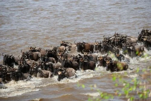 Wildebeest crossing river during Great Migration