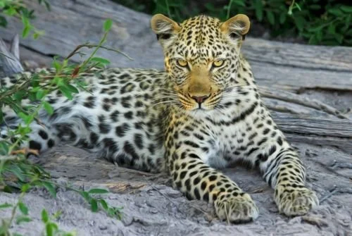 Best 10-Day Tanzania Safari and Zanzibar Holiday Experience