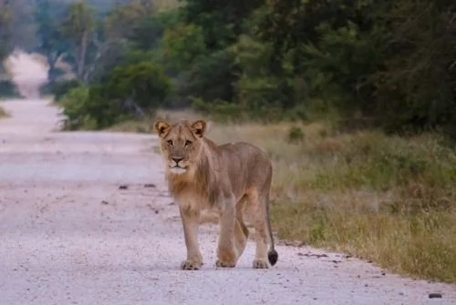 Plan an Unforgettable 7 Days Kenya Safari Experience
