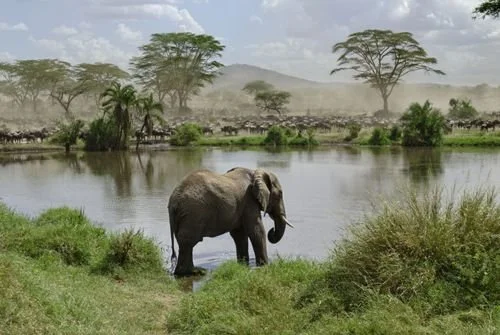 Mikumi Ruaha Udzungwa Tanzania safari tour