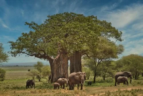 Plan Your 7 Days Safari to Nyerere, Mikumi